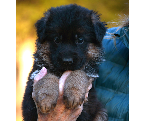 Male German Shepherd Puppy for Sale in Maryland, Pennsyvania, West Virginia, Virginia, East Coast, the best German Shepherd breeder in the USA